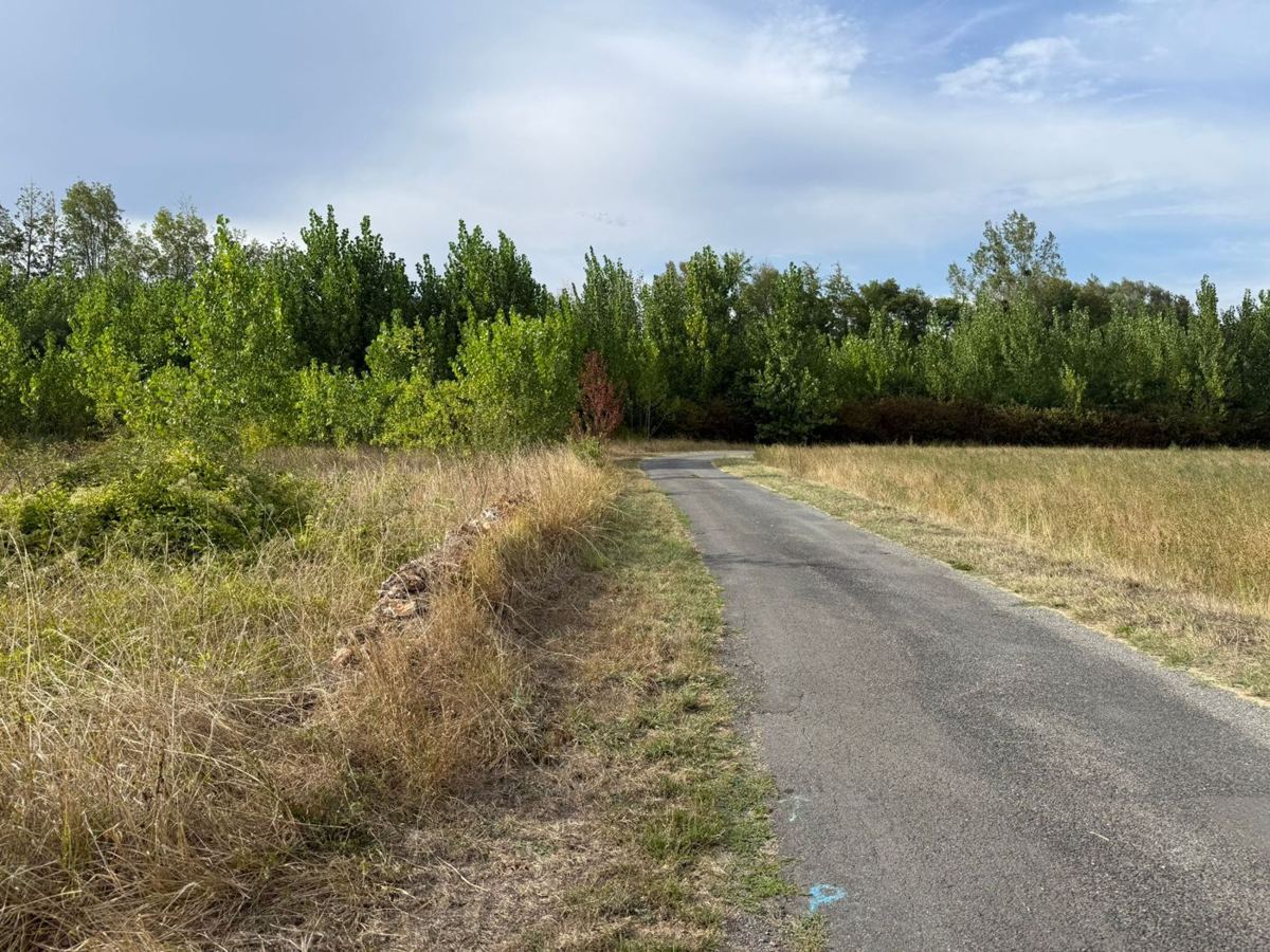 Petite route entre les champs et les arbres